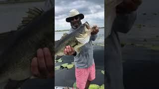 GIANT BASS Fishing on Paddle Board! #short #giantbass #paddleboarding