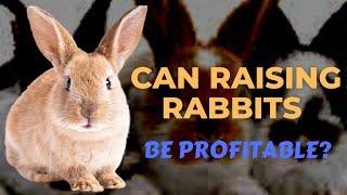 Can Raising Rabbits Be Profitable