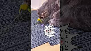 おもちゃの取り方も猫それぞれ【関西弁猫】#shorts #shortvideo #subscribe #cat #子猫 #猫 #pets #cute