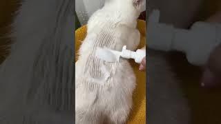 Watch this if your cat doesn't like shower