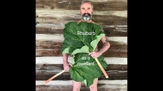 How to use Rhubarb leaves as a mordant for natural dyeing