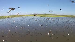 Find the best Duck Hunting in Argentina. Duck Hunt & Dove Hunt