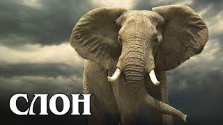 African Elephant: The Largest and Smartest Land Animal | Interesting facts about elephants