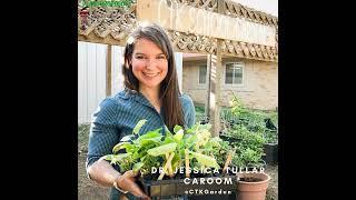 11. School Gardens, Public Health, and So Many Tomatoes w/  Dr. Jessica Tullar Caroom