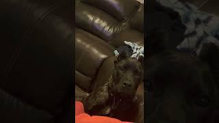 PRESA CANARIO#ytshorts #youtubeshorts #viral #trending #shorts #dog #presacanario #youtube #short