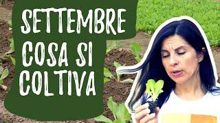 Cosa seminare a SETTEMBRE nell'orto