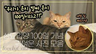 100일기념 하나네찌 사진 대방출 #고양이사진 #귀여운사진 #사진유튜브