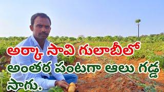 Ptato Crop||Potato Farming||Potato Cultivation|How To Cultivation Potato Crop.