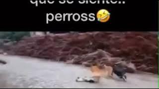 Hombre se venga de los Perro