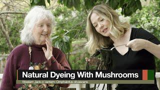 Natural Dyeing with Mushrooms: Omphalotus olivascens (Western Jack o' Lantern)