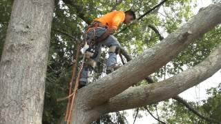 CR Tree Service