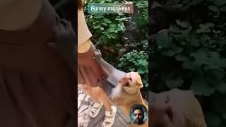 funny monkeys compilations #monkeys #funnyshorts #funnyanimalsvideos