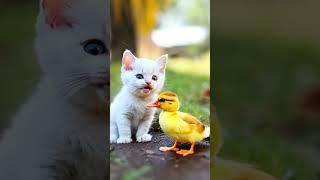 Kitten and Duckling’s Adorable Hug Moment | Tiny Paws & Hugs  #kitten #tiny #flyffy