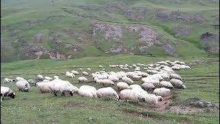 Korkmaz lar küçük baş hayvan yetiştiricili karayaka koyunu Slayt (Okan korkmaz)Niksar çalca köyü