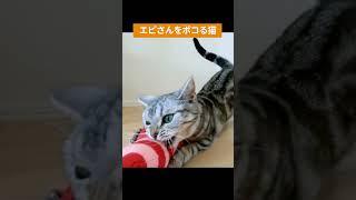 エビのぬいぐるみをボコボコにする猫 #shorts #猫 #アメショ