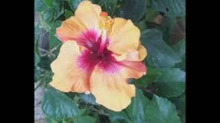 Hybrid hibiscus flower  @NatureWorld1616