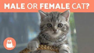 Is it Better to Adopt a MALE or FEMALE CAT?  DIFFERENCES