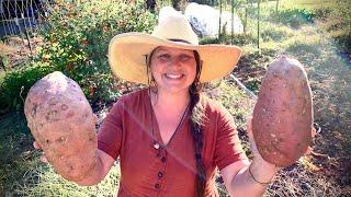 Growing Sweet Potatoes BIGGER than Cabbages in My SUBURBAN GARDEN!