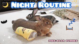 Bunny Night Routine: Free-roam Rabbits