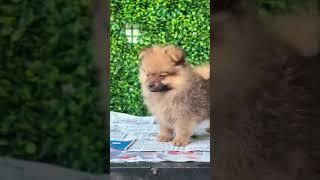 available mini pom puppies in hyderabad #mini pom puppy