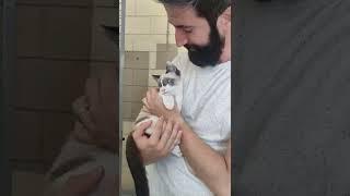 Adopción responsable de un gato. El gran momento en que una pareja se decide por la adopción.