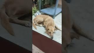 Doggy waiting