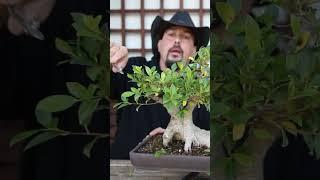 Ramas a eliminar en #bonsai