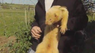 Ferreting