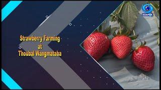 Agriculture Programme | Strawberry Farming at Thoubal Wangmataba