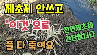 제초제 없이 "이것"으로 풀 다 죽여요 잡초제거방법 친환경천연제초제 만드는 방법 텃밭농사 배추농사 대파농사