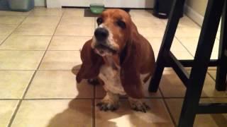 Navi the Basset Hound Howling!