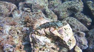 (둑)돌팍망둑#1(Pseudoblennius percoides)~ Perch sculpin,Sunrise