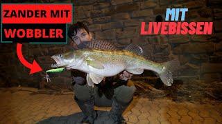 Zander mit Wobbler - so geht's! | Zanderangeln in der Nacht Tipps & Tricks | Livebisse