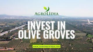 Olive Farmland Investment in Turkey #olive #oliveoil #olivegarden