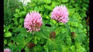 Red Clover Benefits