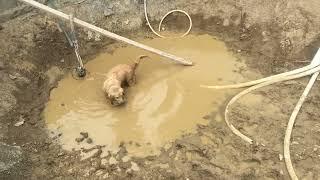 Legendary Acres Hobby Farm: Penny the original pool dog enjoys a puddle of mud #goldenretriever