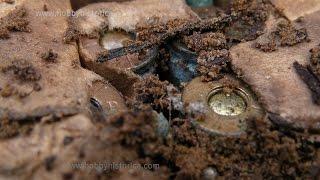 Finding a full Krag Joergensen ammo crate - Relic hunting Northern Norway