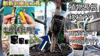 芭樂樹高壓法 & 剝樹皮好工具&生根球.Replicate the tree high pressure method