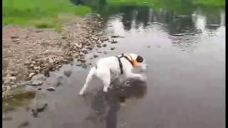 Dougie going for a splash in the river Eden.