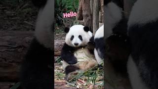 #giantpanda #ジャイアントパンダ #大熊猫 #hehua