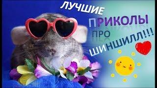 Лучшие приколы про ШИНШИЛЛ! Смешные ШИНШИЛЛЫ! Funny chinchillas#1