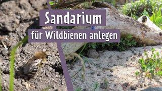 Wildbienen im Garten: So hilfts du ihnen mit einem Sandarium | MDR Garten