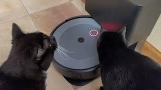 My cats didn't like the iRobot vacuum either. Pretty sure they are glad I returned it