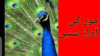 Mor ki awaz/peacock voice live/#peacock #mor #peacockdance #shorts #shortvideo #peacockmehndidesign