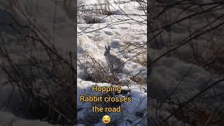 HOPPING RABBIT  | HOPPING RABBIT CROSSES THE ROAD | BEAUTIFULLY CAPTURED BY HJ's WAY lens