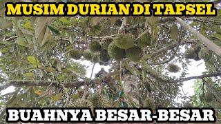 PANEN DURIAN DI DESA BULU GADING