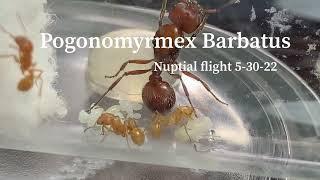 Pogonmyrmex Barbatus, what type of seeds?