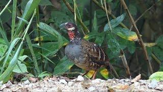 Malaysian Partridge