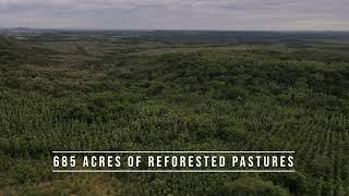 Limonapa Tree Farm in Nicaragua planted by Masaya & Co. "Seed to Seat" Furniture