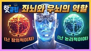 뇌의 영역에 따라 달라지는 역할! 좌뇌와 우뇌는 무엇이 다를까?  / YTN 사이언스